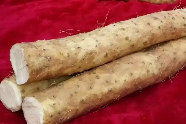 山药的产地?了解山药产地要知晓哪些主要的地域分布情况?插图3 山药的产地?了解山药产地要知晓哪些主要的地域分布情况?插图3