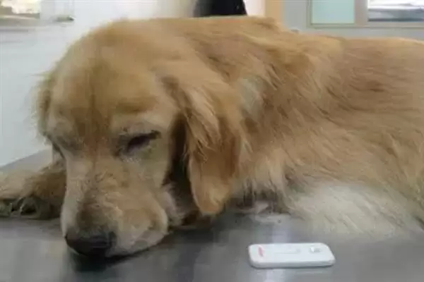 犬瘟热病毒感染源揭秘:病犬和带毒犬的传播风险插图4 犬瘟热病毒感染源揭秘:病犬和带毒犬的传播风险插图4