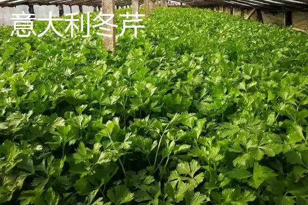 芹菜品种大揭秘：不同品种亩产量差异及特点插图9
