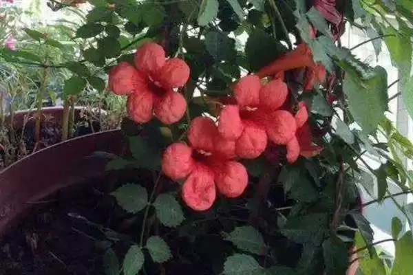 凌霄花的寓意内涵 ,凌霄花有哪些美好的寓意呢?插图5 凌霄花的寓意内涵 ,凌霄花有哪些美好的寓意呢?插图5