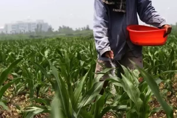 生物有机肥的作用和使用注意事项？使用生物有机肥要注意哪些要点？插图5