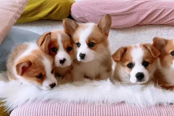 柯基幼犬的饲养注意事项 ,柯基幼犬饲养如何保护牙齿呢？插图2