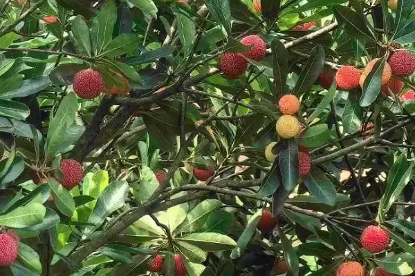适合种植杨梅的地区？确定适合种植杨梅的地区要考虑哪些气候和土壤条件？插图2
