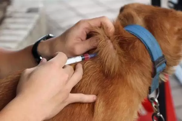 犬瘟热病毒感染源揭秘:病犬和带毒犬的传播风险插图8 犬瘟热病毒感染源揭秘:病犬和带毒犬的传播风险插图8