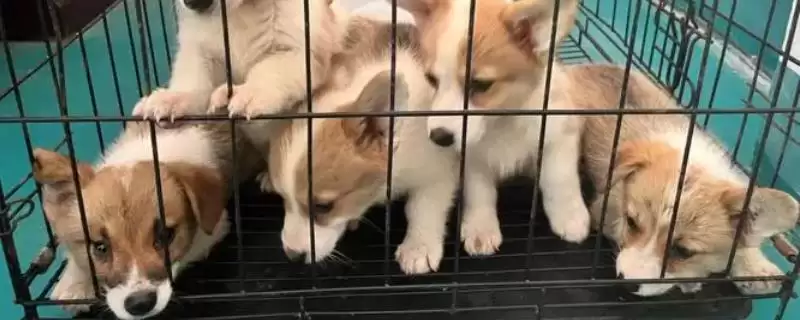 柯基幼犬的饲养注意事项 ,柯基幼犬饲养如何保护牙齿呢？-会东网