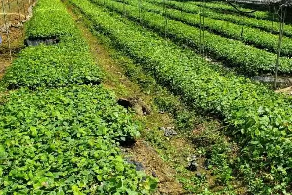 了解霪羊藿亩产斤数的方法和重点？了解霪羊藿亩产斤数要做好哪些细节？插图2