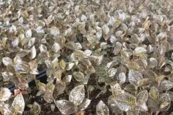 金线莲的繁殖方法 ,金线莲可采用哪些繁殖方式呢插图1 金线莲的繁殖方法 ,金线莲可采用哪些繁殖方式呢插图1