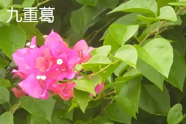 认识云南植物种类的方法和重点？认识云南植物种类要做好哪些细节？插图1