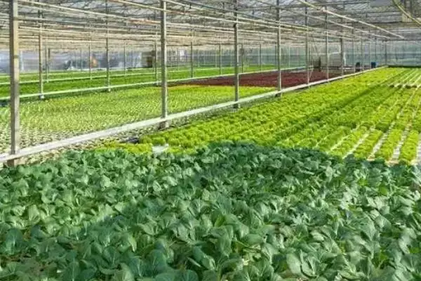 蔬菜大棚上起雾滴怎么办?解决蔬菜大棚起雾滴问题要采取哪些有效措施?插图2 蔬菜大棚上起雾滴怎么办?解决蔬菜大棚起雾滴问题要采取哪些有效措施?插图2