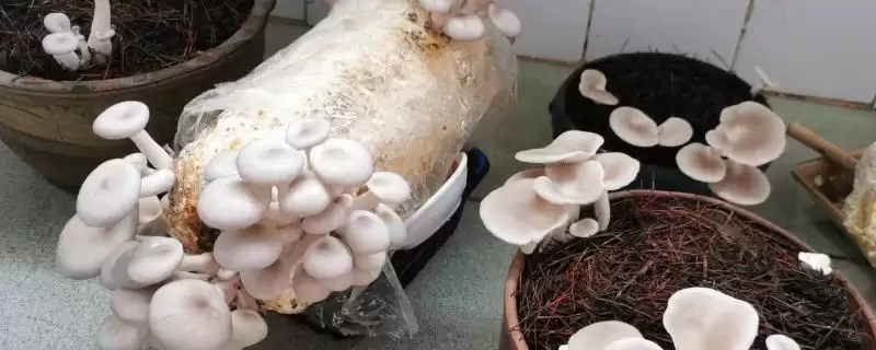 平菇种植方法全解：早晚喷水的重要步骤-会东网