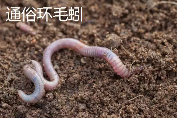 蚯蚓生存环境拓展：离开土壤也能生存的条件解析插图5