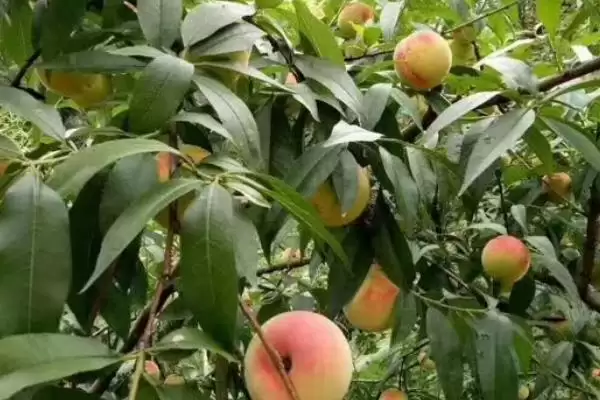 种植水蜜桃的方法和重点?种植水蜜桃要做好哪些细节?插图2 种植水蜜桃的方法和重点?种植水蜜桃要做好哪些细节?插图2