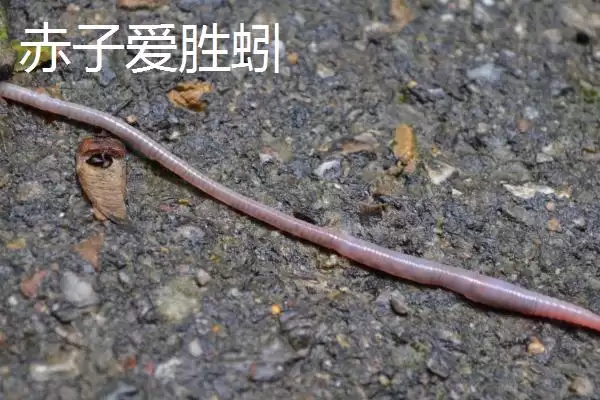 蚯蚓生存环境拓展：离开土壤也能生存的条件解析插图2