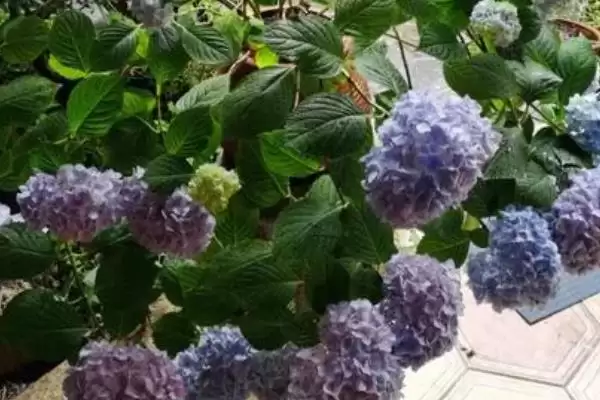 解决绣球花烂根问题的方法和重点?解决绣球花烂根问题要做好哪些细节?插图5 解决绣球花烂根问题的方法和重点?解决绣球花烂根问题要做好哪些细节?插图5