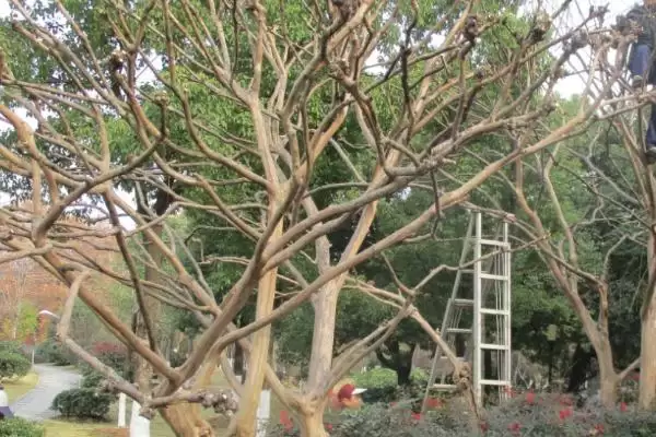 紫薇树的基本介绍和要点？了解紫薇树需关注哪些关键信息？插图8