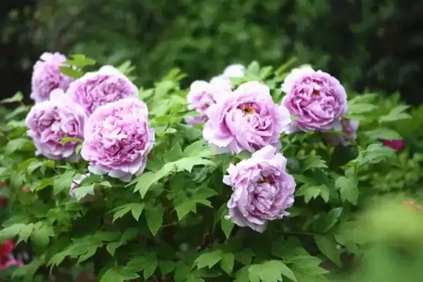 牡丹花的花语有什么含义呢,牡丹花寓意富贵、吉祥、幸福等美好含义插图2