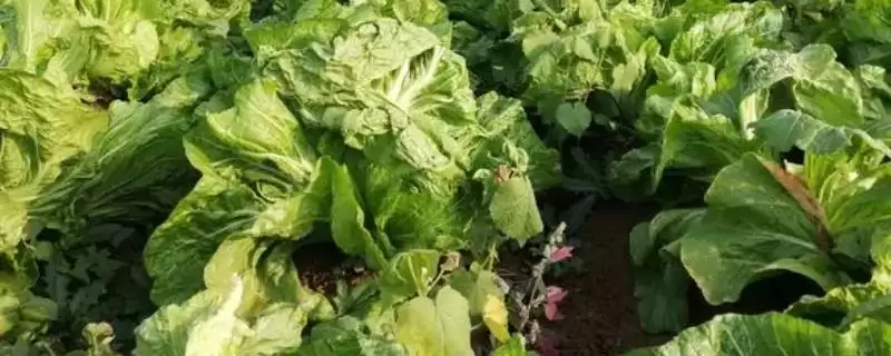 芥菜的品种 ,常见的芥菜品种都有哪些呢-会东网