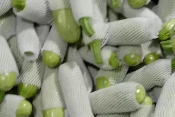 西葫芦亩产的产量和要点？了解西葫芦亩产需关注哪些关键因素？插图1