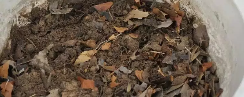 掌握杂草沤肥方法的方法和重点？掌握杂草沤肥方法要做好哪些细节？-会东网