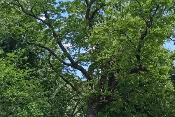 热带雨林有些什么植物？认识热带雨林植物要了解哪些关键信息？插图5