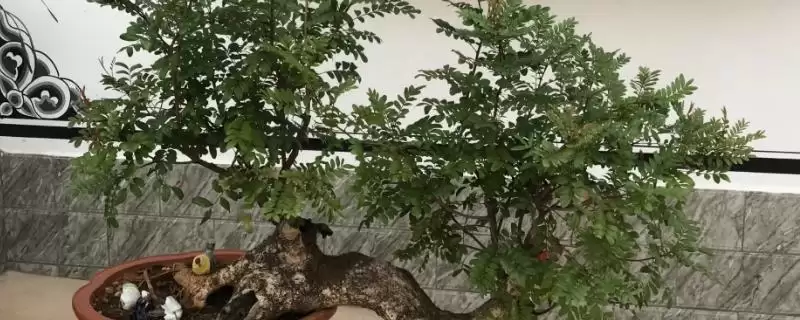 修剪清香木的方法和重点?修剪清香木要做好哪些细节?插图 修剪清香木的方法和重点?修剪清香木要做好哪些细节?插图