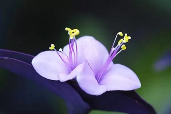紫鸭趾草栽种的方法和要点？栽种紫鸭趾草要掌握哪些关键步骤？插图1