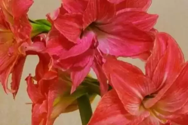 朱顶红12月收到球种植的方法和要点？12月种植朱顶红球需注意什么？插图2