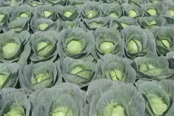 起垄栽培对甘蓝的好处解析：提高光照和增加土壤通透性插图3