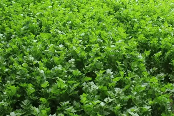 夏秋季节农事的种类和要点？了解夏秋农事需关注哪些关键信息？插图6