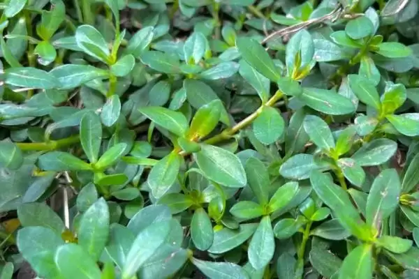 马齿苋有哪些特征 ,马齿苋的茎和叶片是什么样插图1