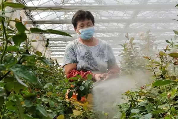探寻养花叶子发黄原因的方法和重点？探寻养花叶子发黄原因要做好哪些细节？插图3