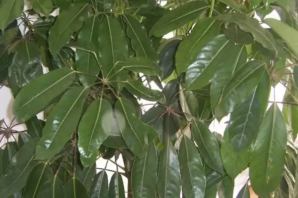 掌握招财树浇水方法的方法和重点？掌握招财树浇水方法要做好哪些细节？插图1
