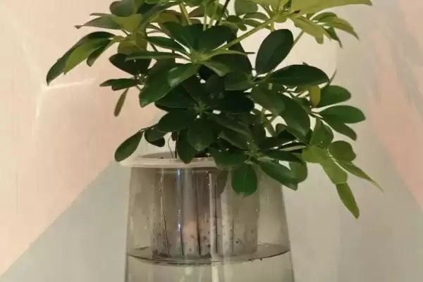 水培植物越冬技巧?帮助水培植物越冬要掌握哪些有效的保暖和养护技巧?插图3 水培植物越冬技巧?帮助水培植物越冬要掌握哪些有效的保暖和养护技巧?插图3