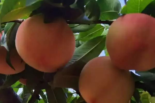 寿桃的寓意？了解寿桃寓意要探究哪些文化传统和象征意义内涵？插图3