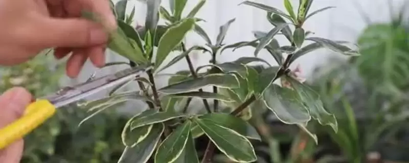 瑞香几月修剪合适？修剪瑞香要把握哪些合适的修剪时间和要点？-会东网