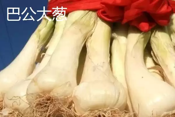 山西泽州的特产?了解山西泽州特产要掌握哪些具有代表性的产品?插图2 山西泽州的特产?了解山西泽州特产要掌握哪些具有代表性的产品?插图2
