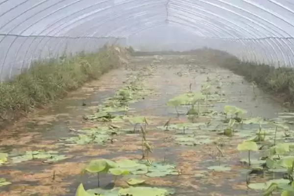 莲藕浅水定向种植方法 ,莲藕浅水种植水层如何控制？插图3