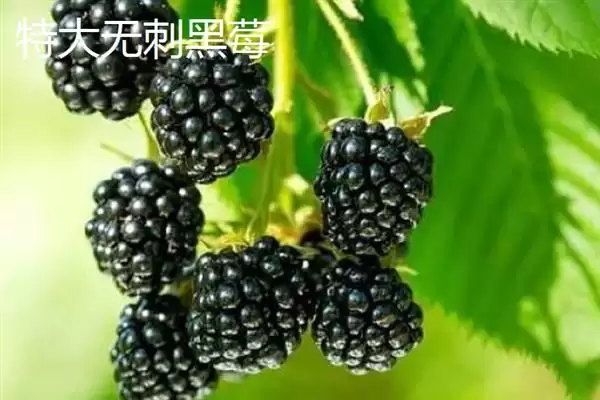 树莓与刺莓的区别？区分树莓与刺莓要关注哪些重要的差异点？插图7