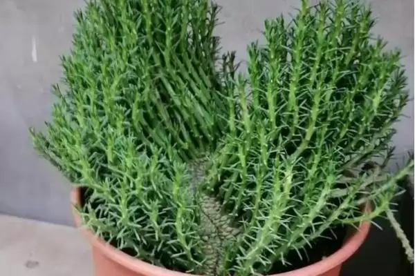 打顶后植物的生长情况 ,经过打顶的植物还能长高吗插图3