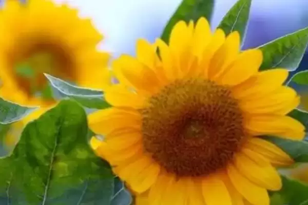 向日葵代表意义的内涵和要点?理解向日葵代表意义需关注哪些关键内容?插图2 向日葵代表意义的内涵和要点?理解向日葵代表意义需关注哪些关键内容?插图2