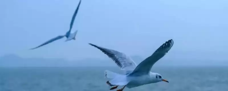 认识海鸟种类的方法和重点？认识海鸟种类要做好哪些细节？-会东网