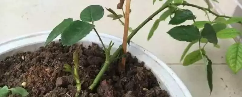 烧根如何补救？应对植物烧根问题要采取哪些有效的补救措施？-会东网
