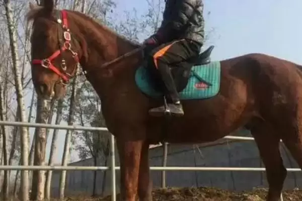 了解养殖马需办手续的方法和重点？了解养殖马需办手续要做好哪些细节？插图1