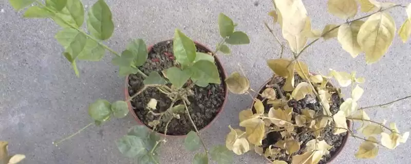 茉莉叶子发黄干枯的原因是什么呢 ,茉莉叶子发黄干枯或因浇水不当导致-会东网