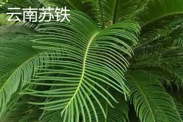 认识云南植物种类的方法和重点？认识云南植物种类要做好哪些细节？插图6