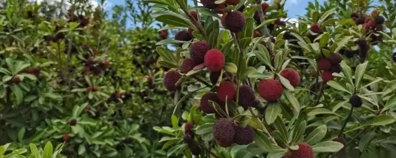 适合种植杨梅的地区?确定适合种植杨梅的地区要考虑哪些气候和土壤条件?-会东网