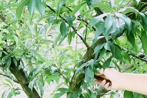 李子树的剪枝时间及方法 ,李子树夏初首次修剪怎么做？插图4
