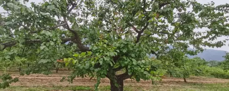 区分杏树和桃树的方法和重点？区分杏树和桃树要做好哪些细节？-会东网