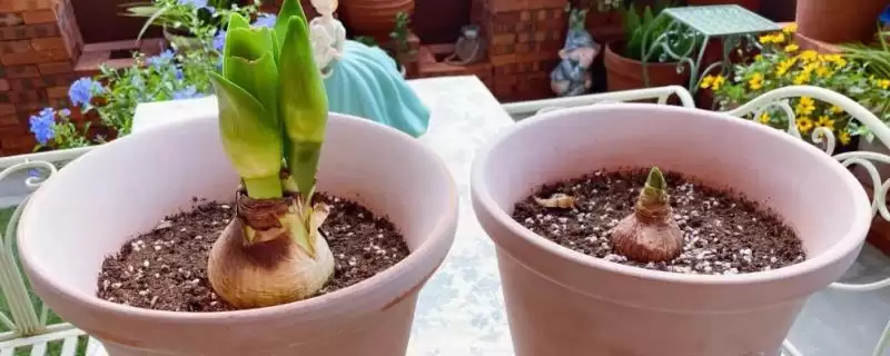朱顶红12月收到球种植的方法和要点？12月种植朱顶红球需注意什么？-会东网