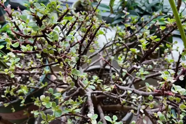 金枝玉叶的花语 ,金枝玉叶这种植物有何花语呢插图5
